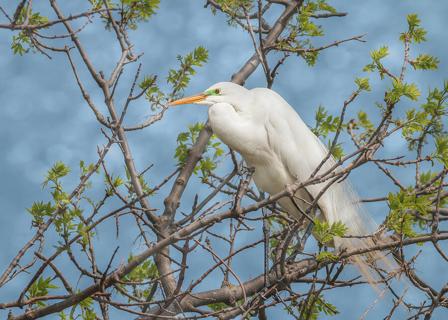 Great White Egret Perch Photograph by Patti Deters