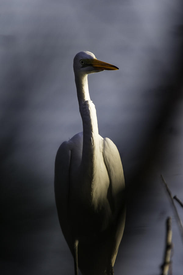 Egret Photograph - Great White Egret by Pete Federico Egret Photograph - Great White Egret by Pete Federico