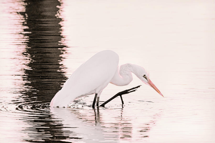 Great White Egret Pink Sunset Photograph by Jennie Marie Schell