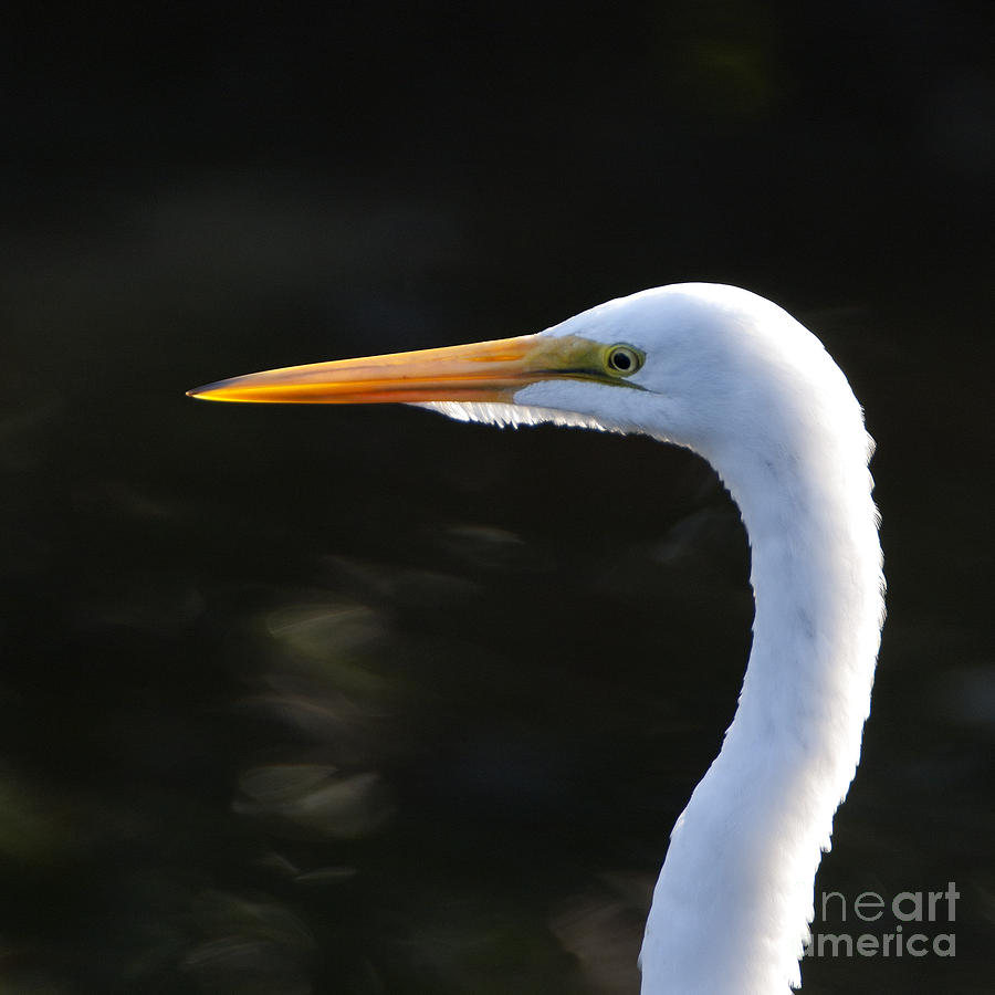 Great White Egret Portrait Photograph by John Harmon