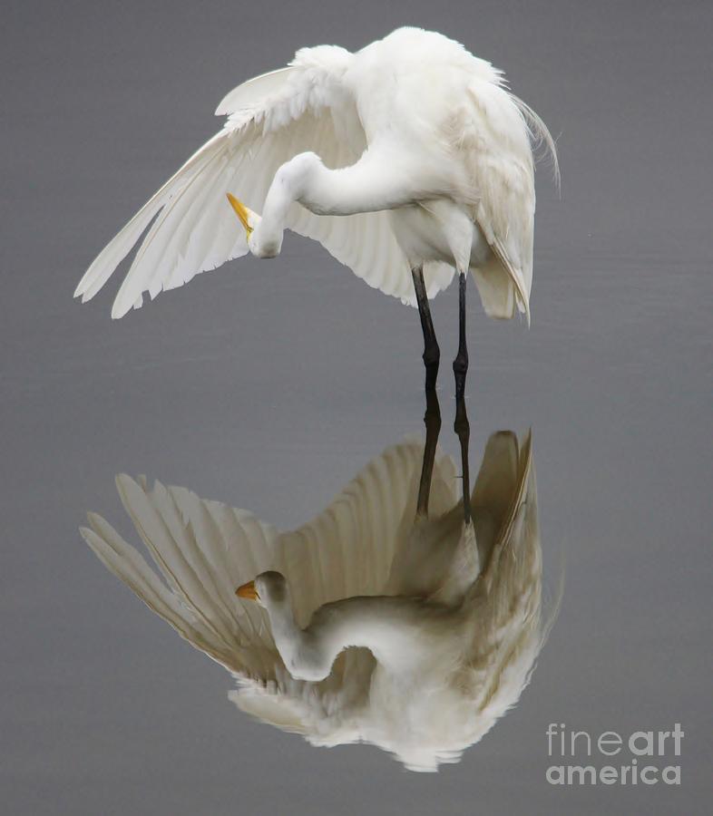 Bird Photograph - Great White Egret Reflection - Blue by Paulette Thomas