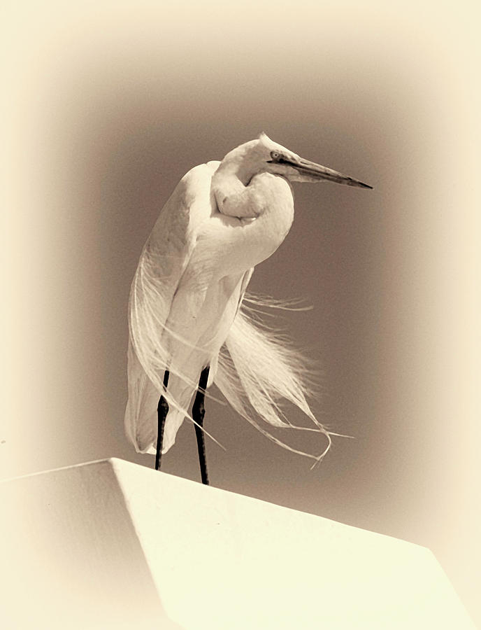 Great White Egret Photograph by Robert McKinstry