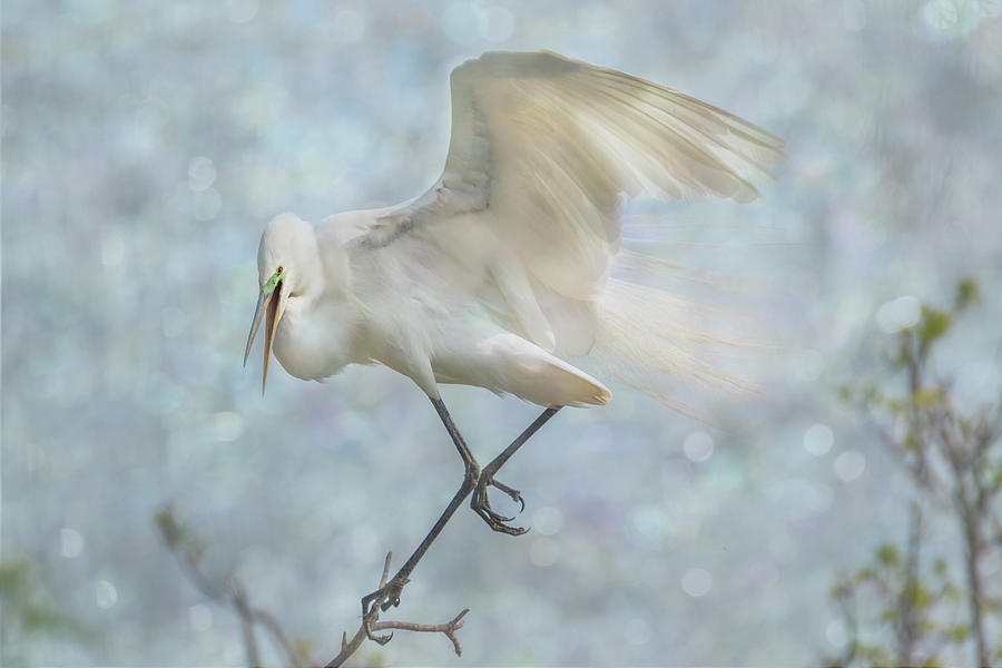 Great White Egret - Sky Dancer #1 Photograph by Patti Deters