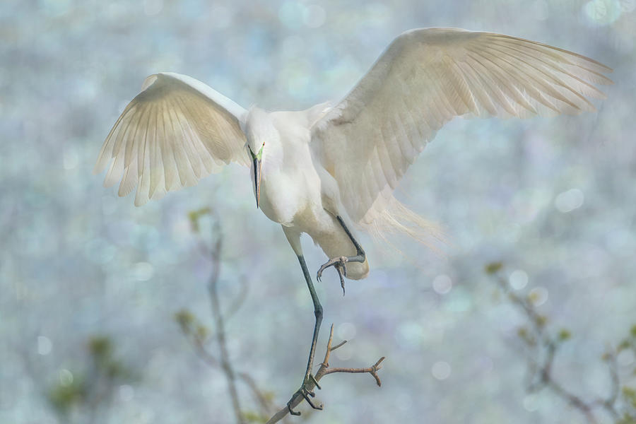 Great White Egret - Sky Dancer #2 Photograph by Patti Deters
