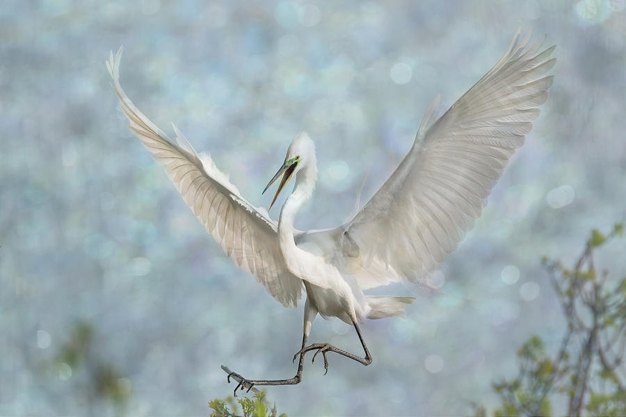 Great White Egret - Sky Dancer #3 Photograph by Patti Deters
