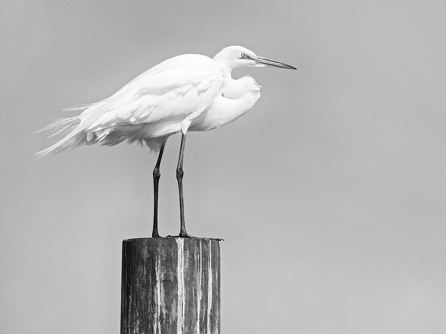 Heron Photograph - Great White Egret by Stephanie McDowell