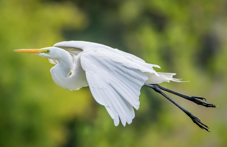 Great White Egret Take Off Photograph by Marc Crumpler