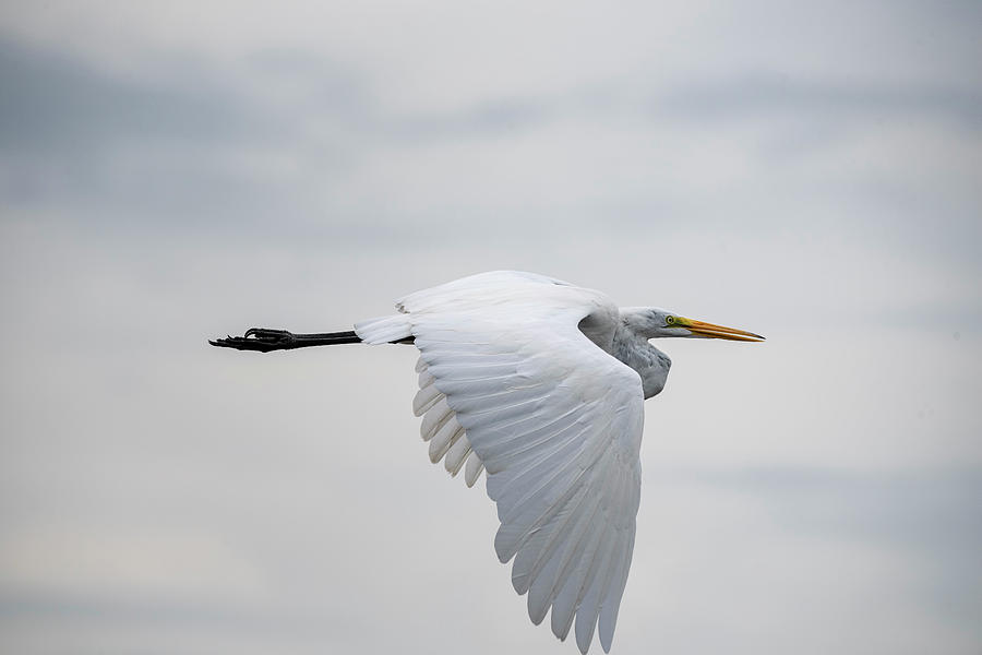 Great White Egret Taking Flight  Photograph by Saija Lehtonen