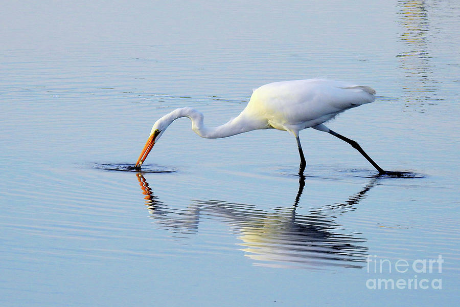 Great White Egret - The Catch Photograph by Scott Cameron