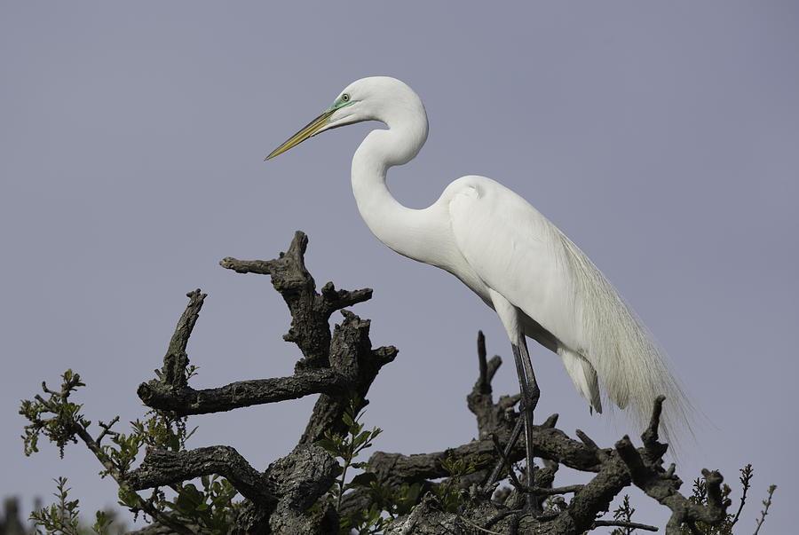 Great White Egret treetop Photograph by Jack Nevitt