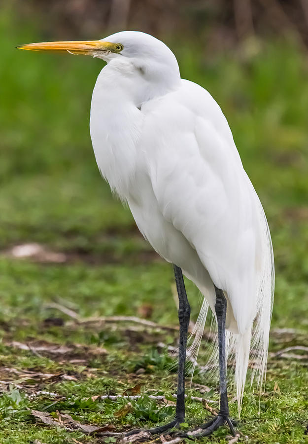 Great White Egret Vertical Photograph by Marc Crumpler