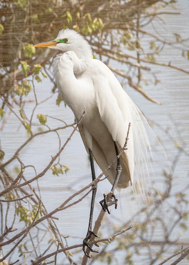 Great White Egret Vertical Photograph by Patti Deters