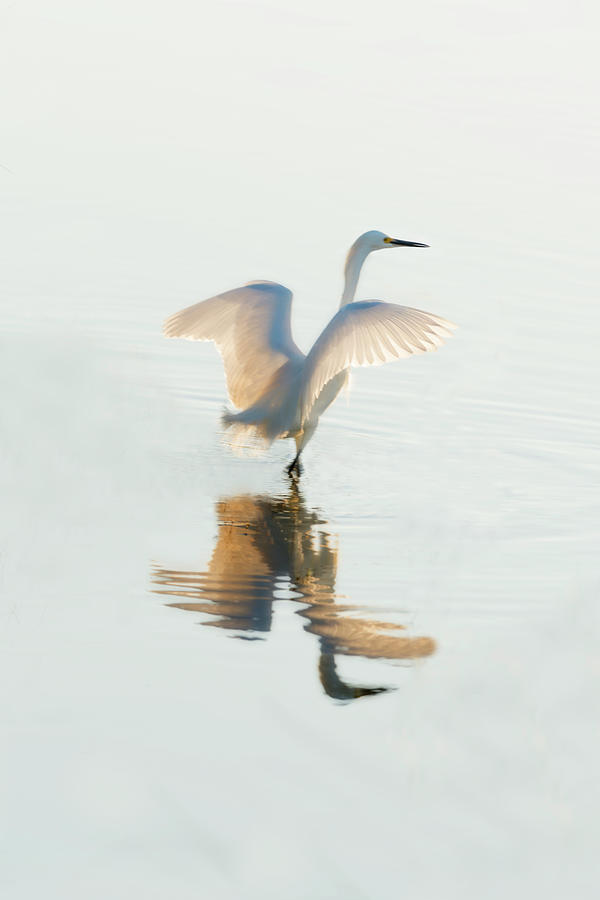 Snowy Egret wading in water Photograph by Dan Friend