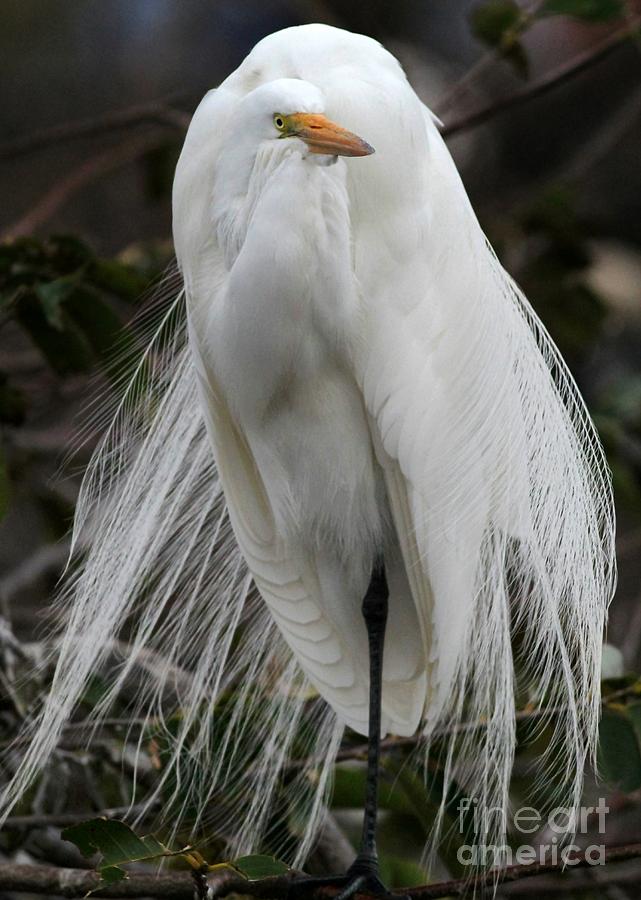 Bird Photograph - Great White Egret Windblown by Sabrina L Ryan
