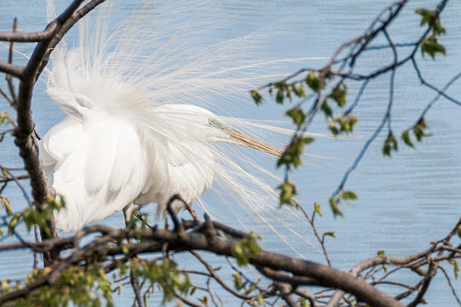 Great White Egret Windy Feathers Photograph by Patti Deters