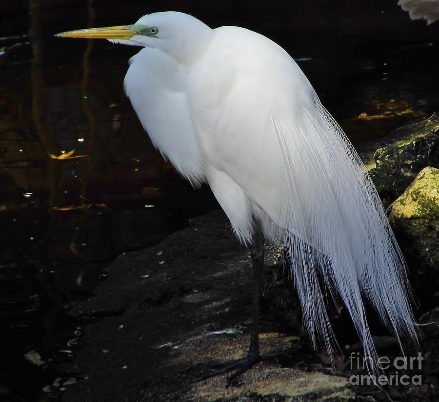 Great White Egret With Breeding Plumage Photograph by D Hackett