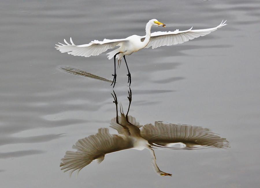 Egret Photograph - Great White Egret with Fish by Paulette Thomas