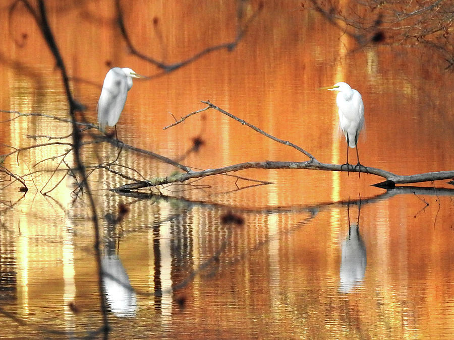 Great White Egrets at Sunset Photograph by Pat Miller