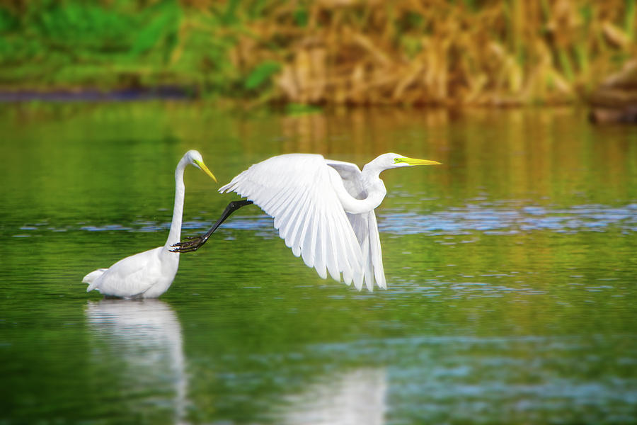 Great White Egrets Photograph