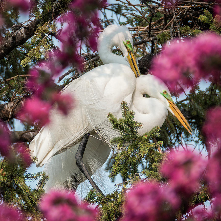 Great White Egrets Pink Spring Tree Blossoms #2 Photograph by Patti Deters