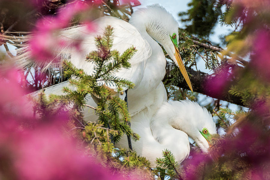 Great White Egrets Pink Spring Tree Blossoms #3 Photograph by Patti Deters
