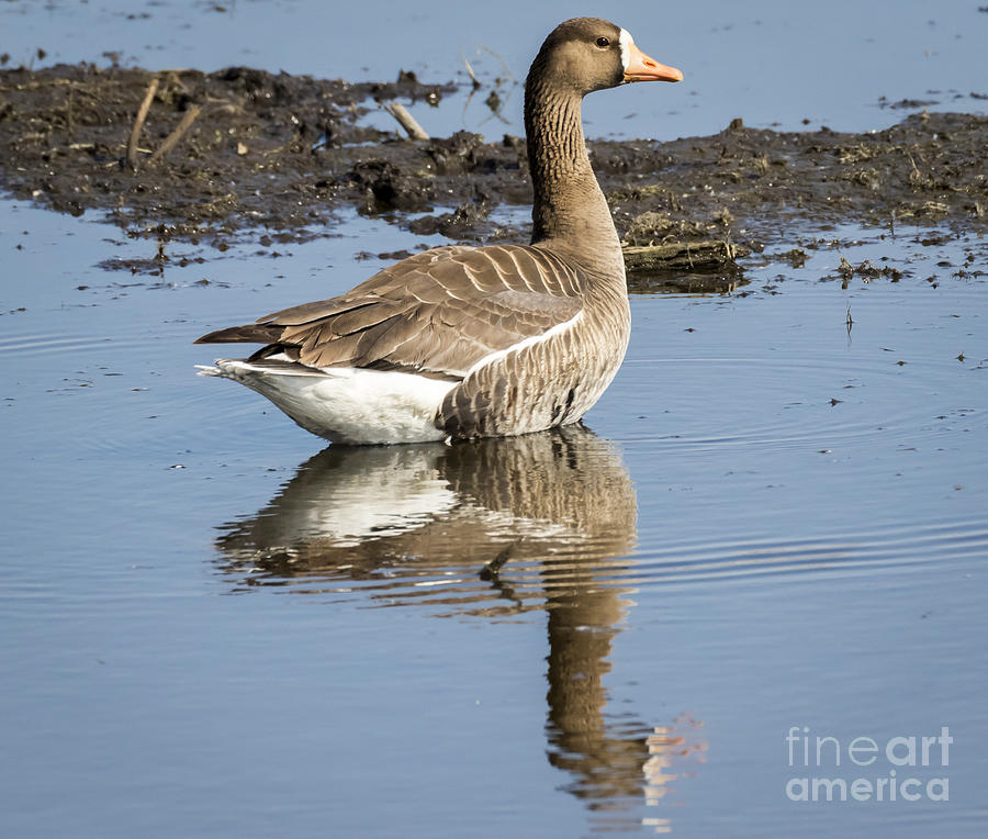 Great White Fronted Goose Photograph by Ricky L Jones | Fine Art America