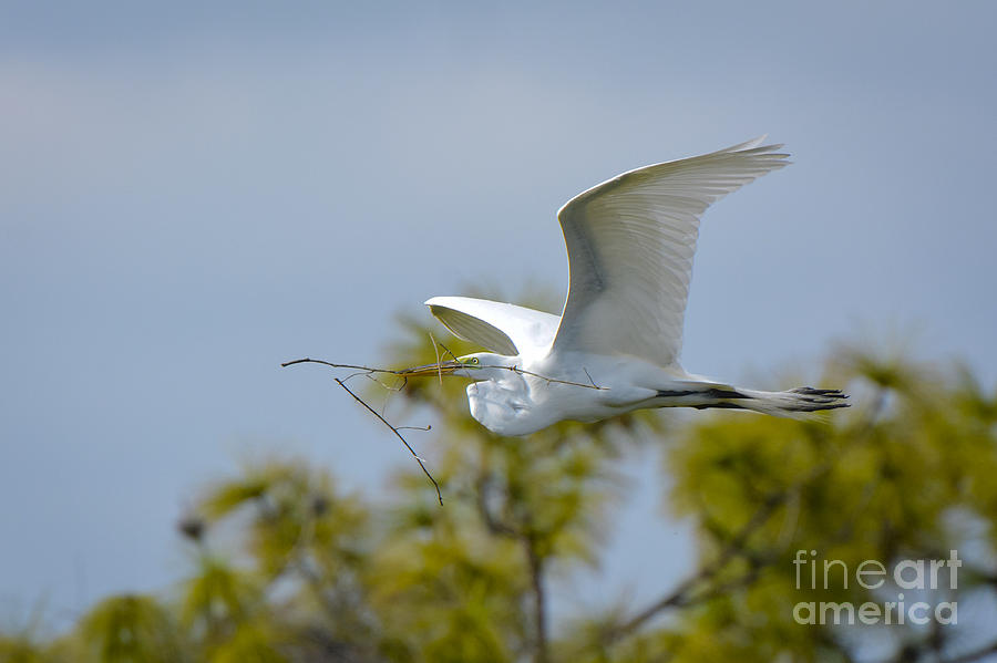 Great White Glider Photograph by Quinn Sedam