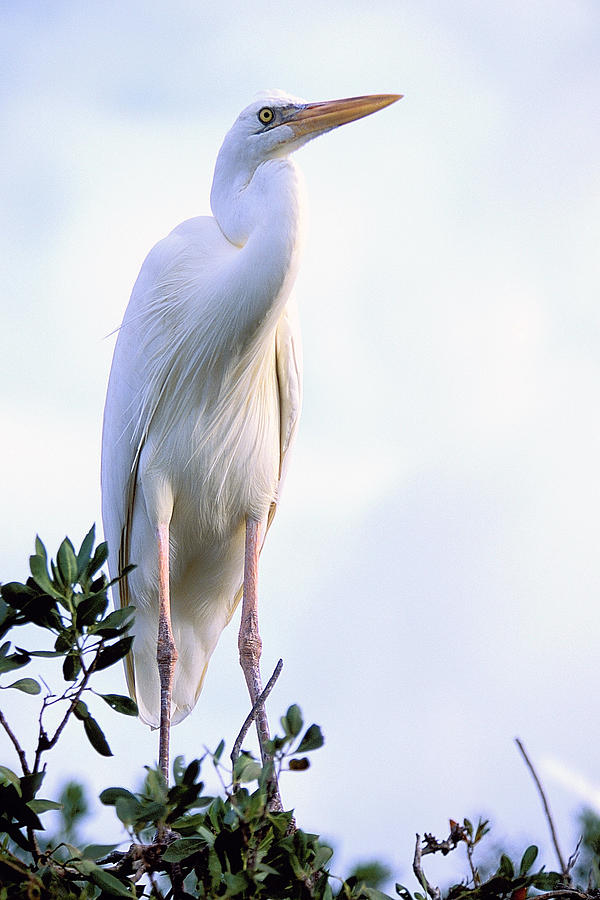 Great White Heron Photograph by Alan Lenk