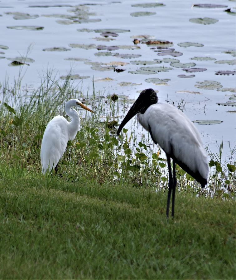 Great White Heron and Wood Stork Photograph by Warren Thompson