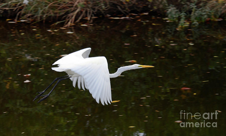 Great White Heron Flight Photograph by Debby Pueschel