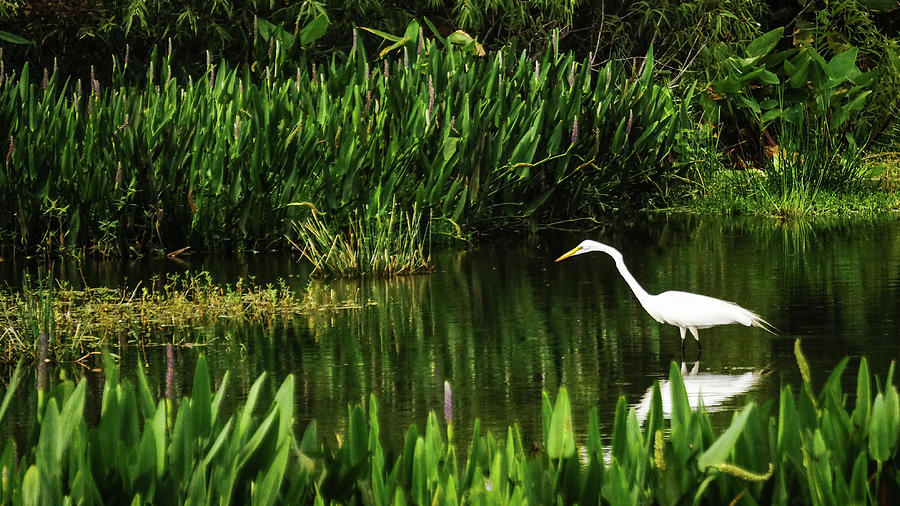 Great White Heron Green Cay Wetlands Photograph by Lawrence S Richardson Jr