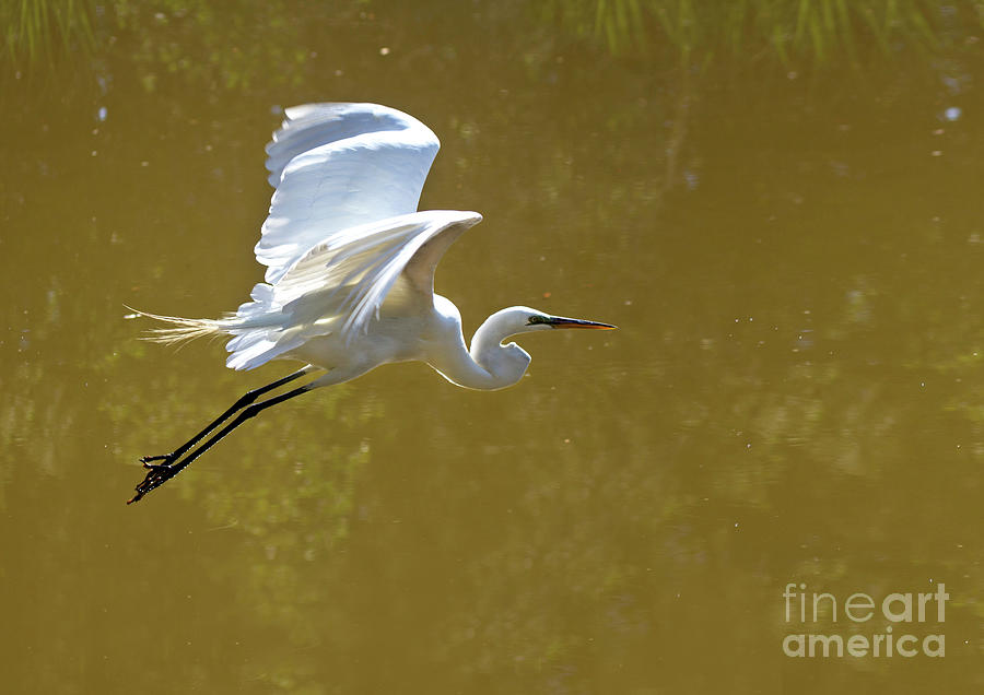 Great White Heron II Photograph by Karen Jorstad