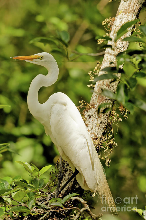 Great White Heron in a Tree Photograph by Natural Focal Point Photography