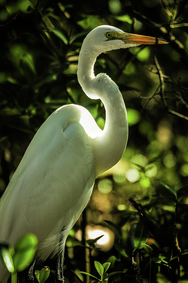 Great White Heron Photograph by Kelly Kennon