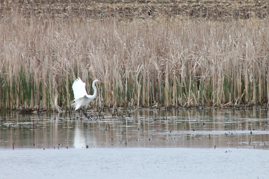 Great White Heron Landing Photograph