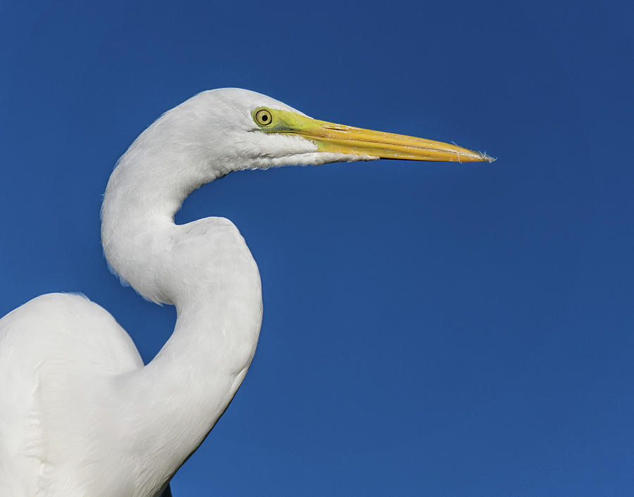 Great White Heron Photograph by Louise Lindsay