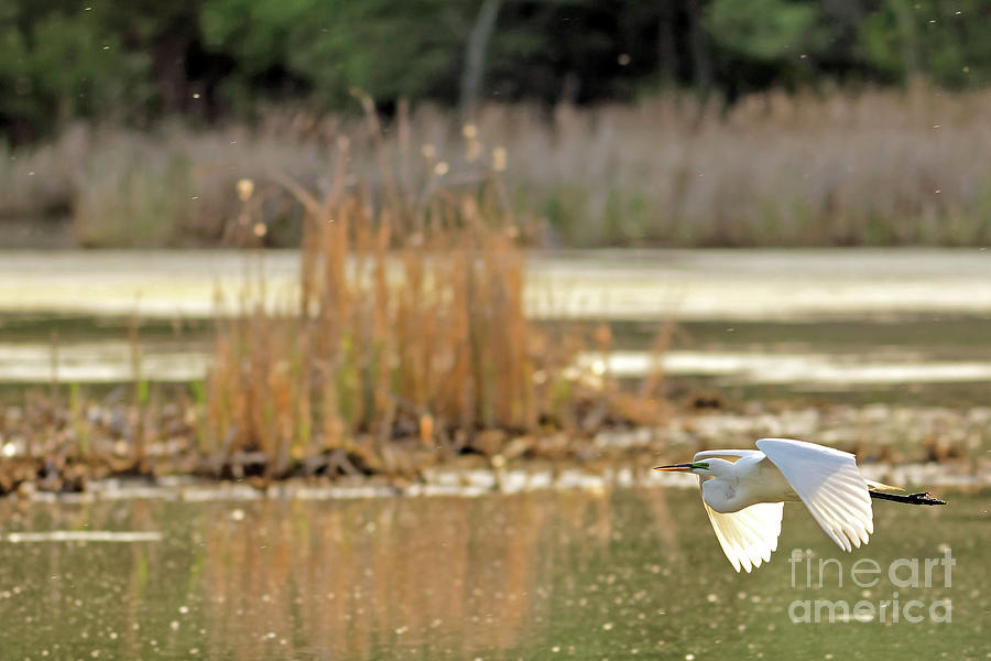 Great White Heron Over the Lake Photograph by Natural Focal Point Photography