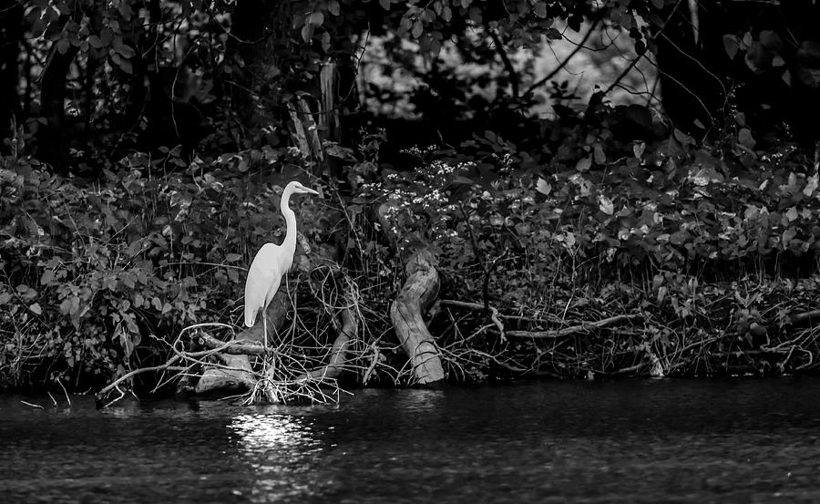 Great White Heron Photograph by Ray Congrove