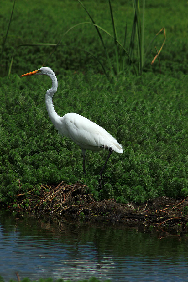 Great White Heron Walking Photograph by Robert Hamm - Fine Art America