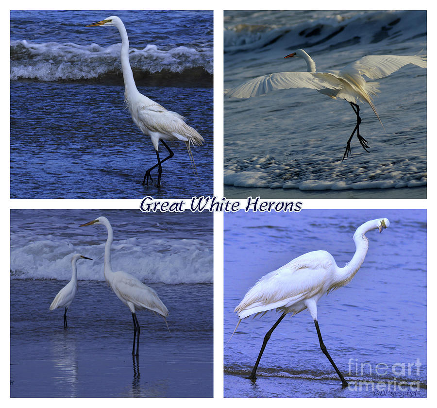 Great White Herons Collage Photograph by Debby Pueschel