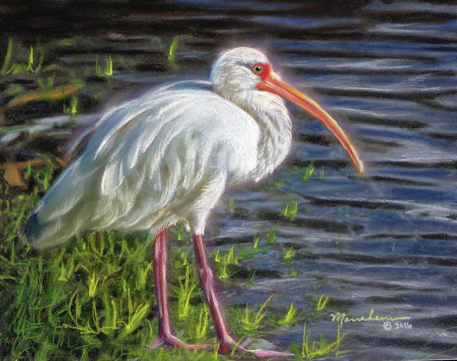 Feather Pastel - Great White Ibis by Melissa Herrin