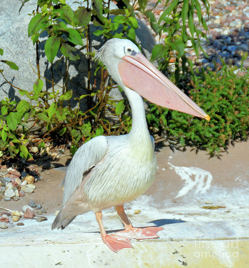 Great White Pelican Photograph by Elaine Manley