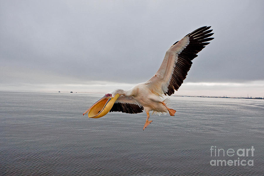 Great White Pelican Pelecanus Photograph by Gerard Lacz