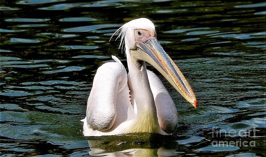 Great White Pelican Portrait Photograph