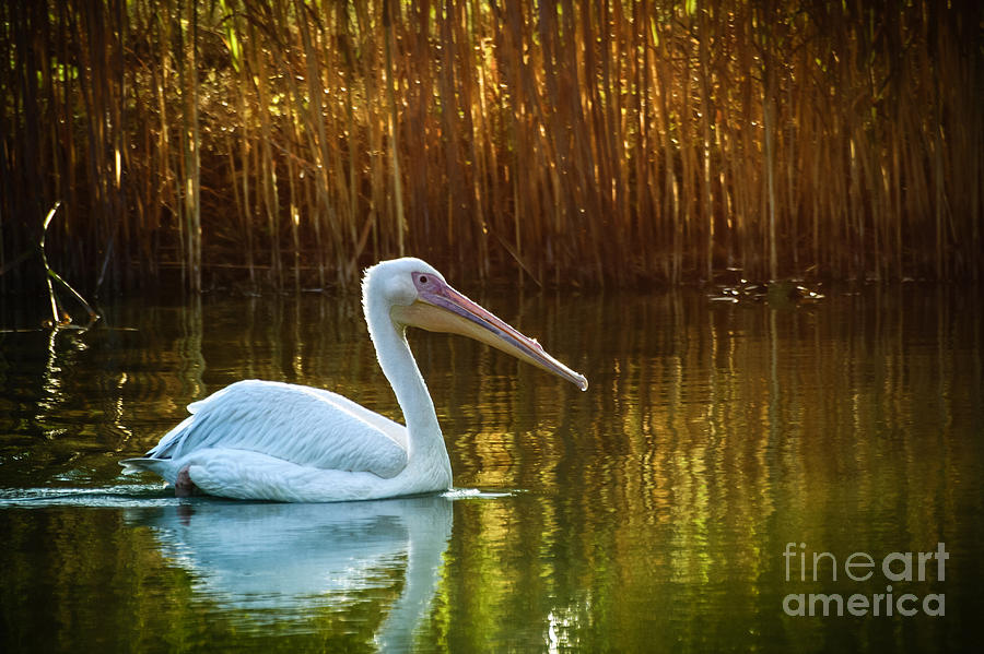 Great white pelican swimming on Lake Photograph by Dimitar Hristov