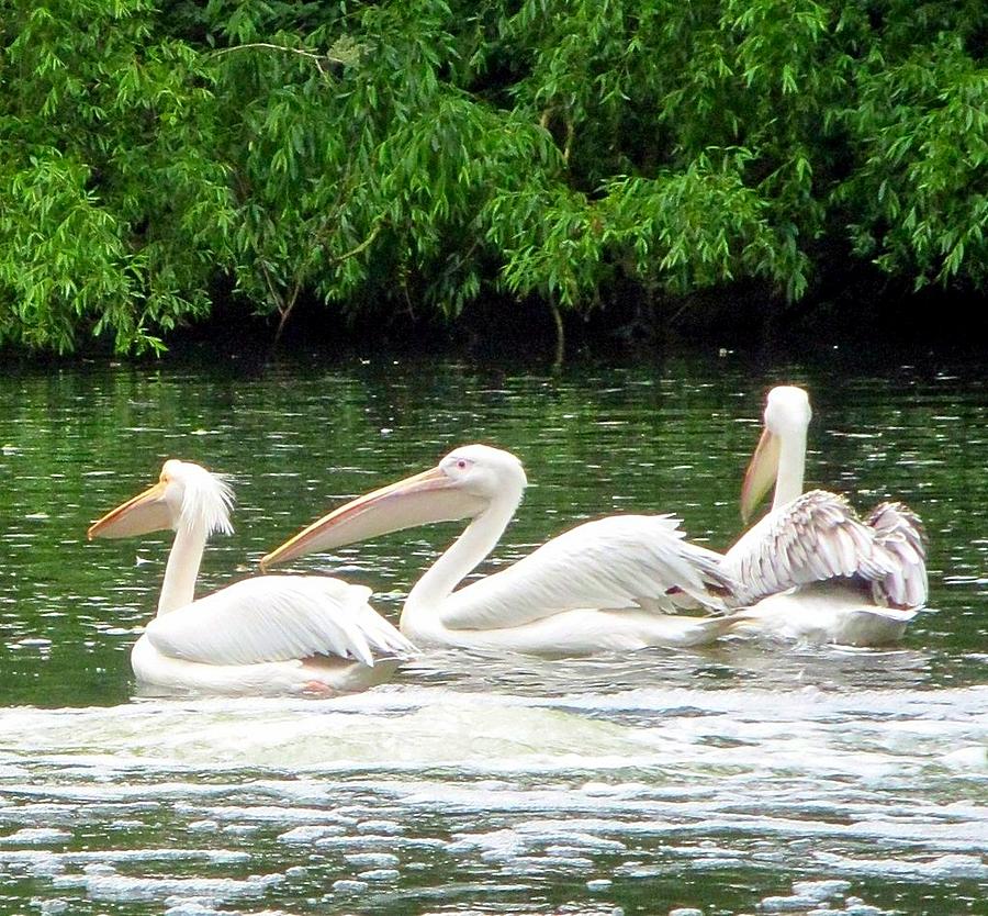 Great White Pelicans Photograph by Betty Buller Whitehead