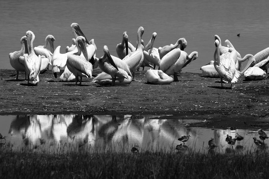 Pelican Photograph - Great White Pelicans, Lake Nakuru, Kenya by Aidan Moran