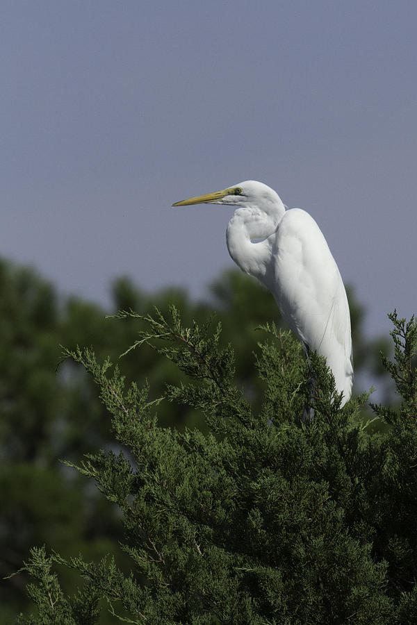 Egret Photograph - Great White by Pete Federico Egret Photograph - Great White by Pete Federico