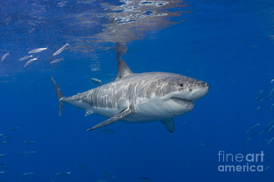 Great white shark #5 Photograph by Dave Fleetham
