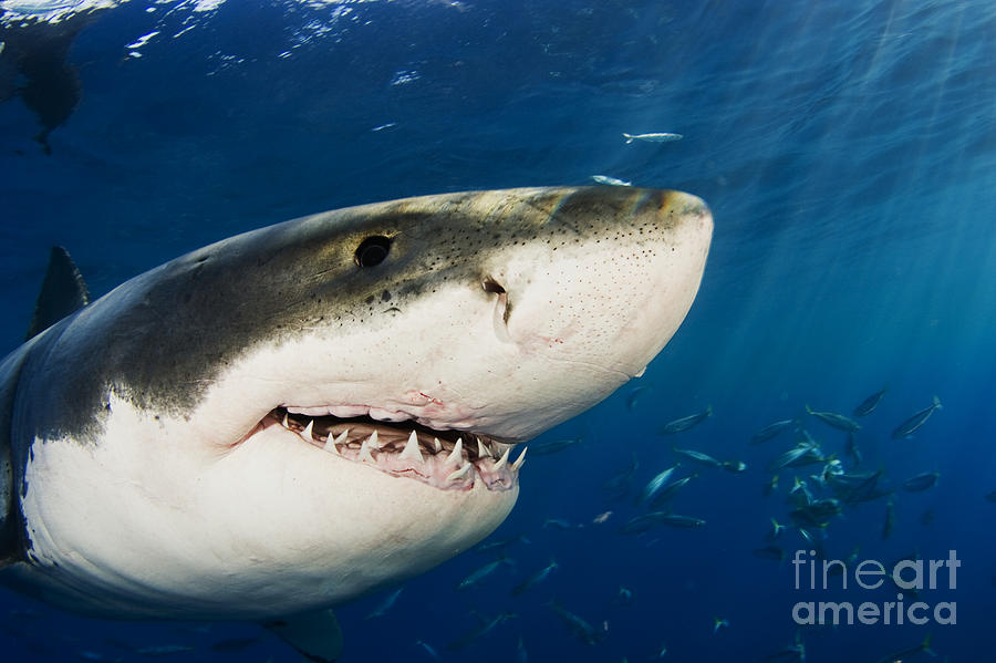 Great White Shark Photograph by Dave Fleetham - Printscapes